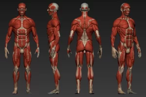 Əzələ: Növləri, Anatomiya