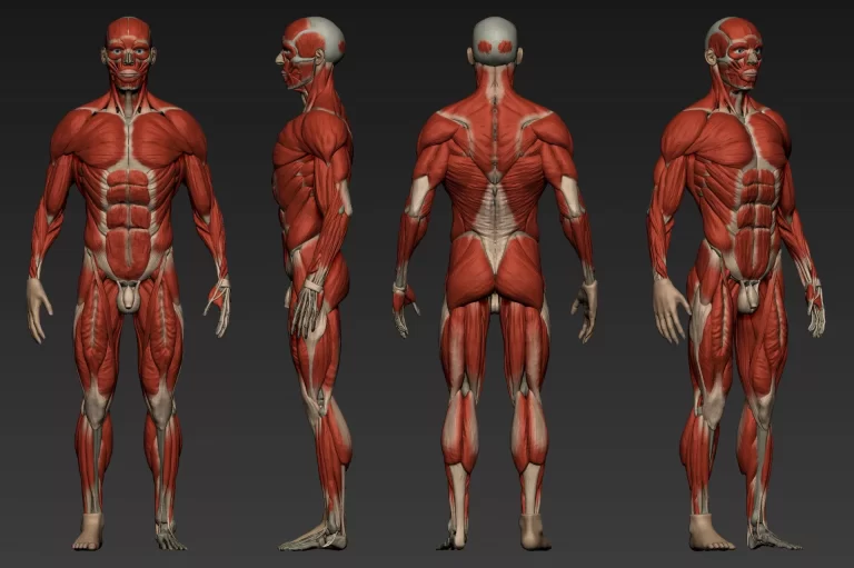 Əzələ: Növləri, Anatomiya
