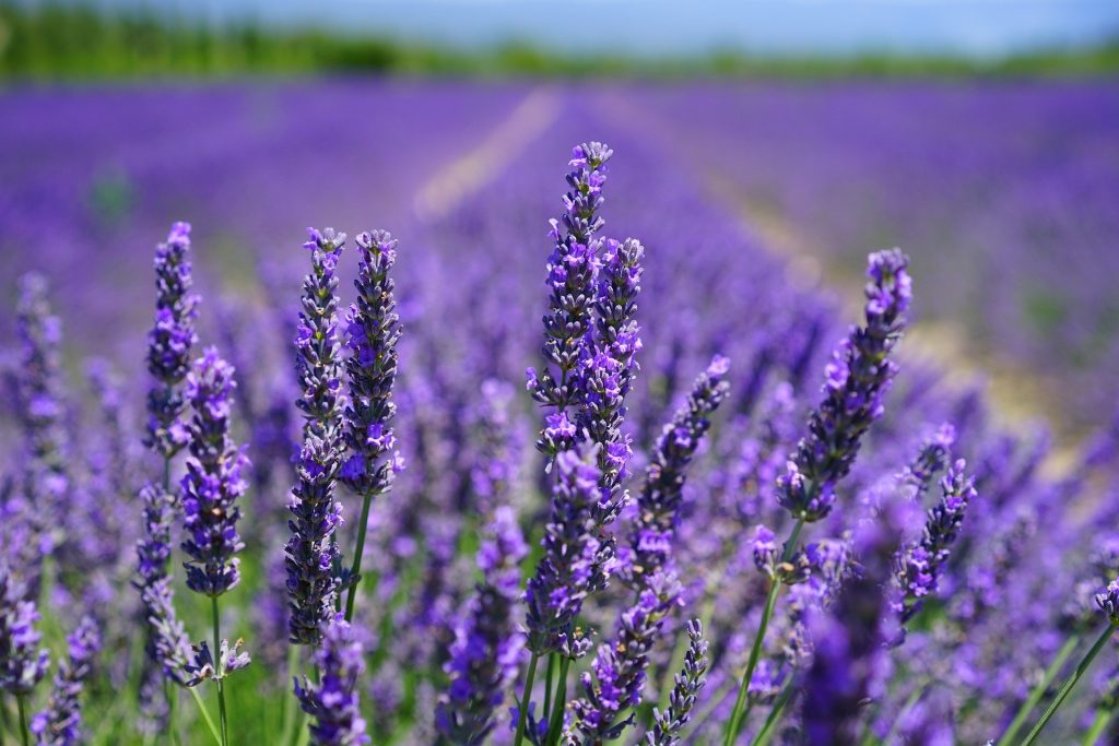 Lavanda:Çayı,Ətri-ƏN SON
