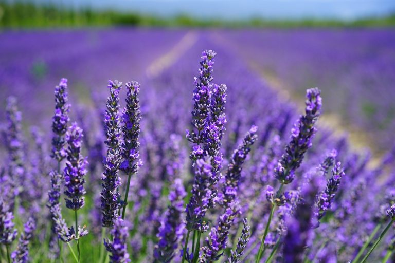 Lavanda:Çayı,Ətri-ƏN SON