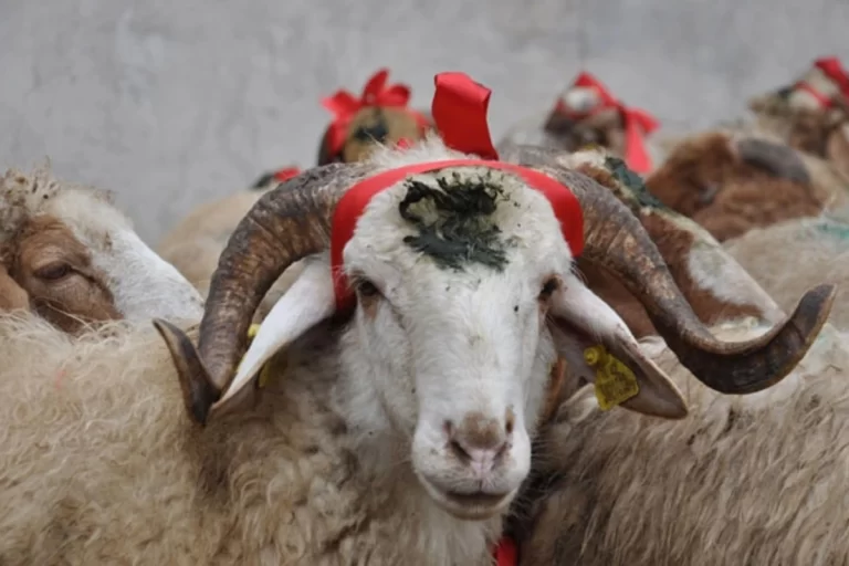 Əqiqə Qurbanı : Tarixi mənşəyi, Hökmü, Kəsilmə vaxtı