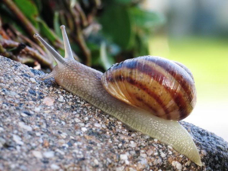 İlbizlər : Biologiyası , Fiziki Xüsusiyyətləri