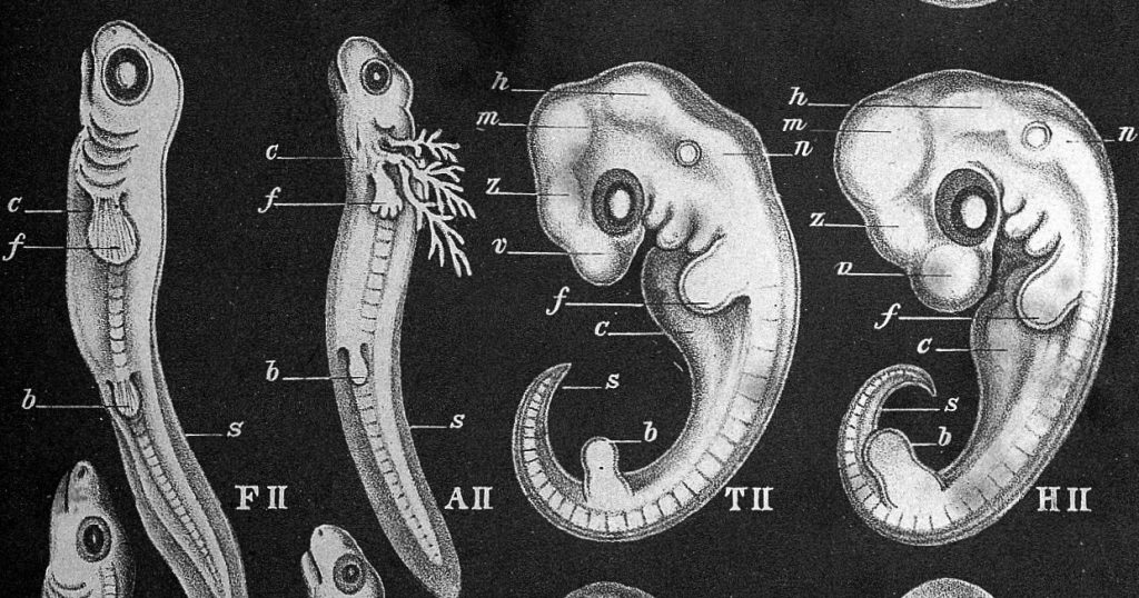 Ontogenez nədir? Elmi anlayışı, Bioloji Mərhələlər