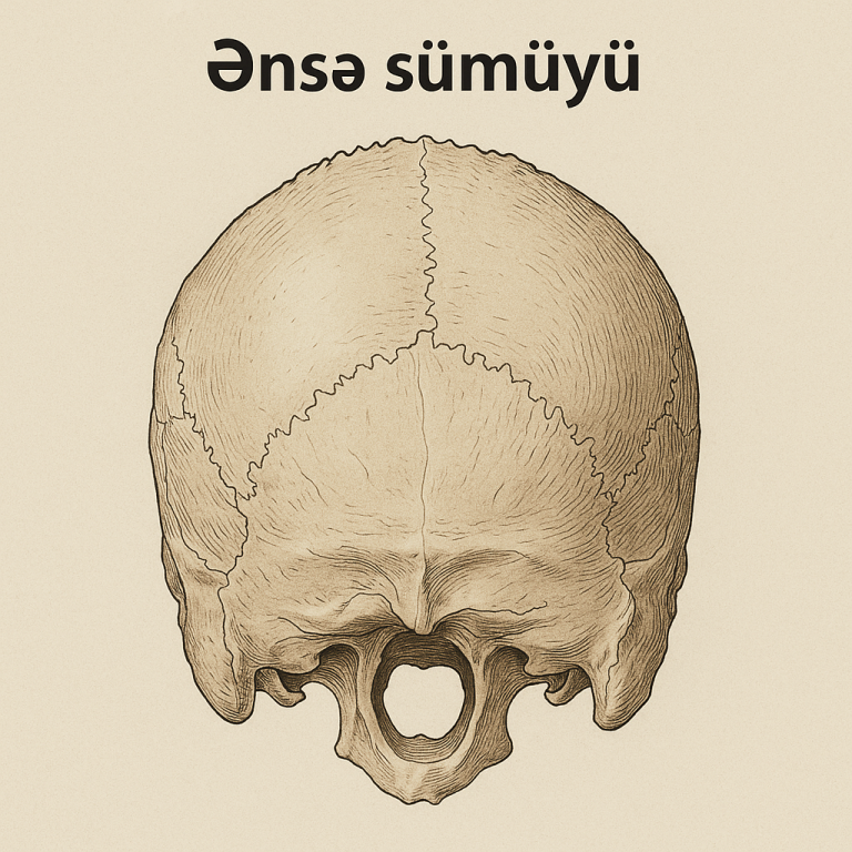 Ənsə Sümüyü: Anatomik Quruluşu, İnkişafı, Tədqiqatları