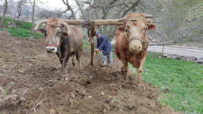 Öküzün Balası: Bioloji Xüsusiyyətləri, Genetik Seleksiyası