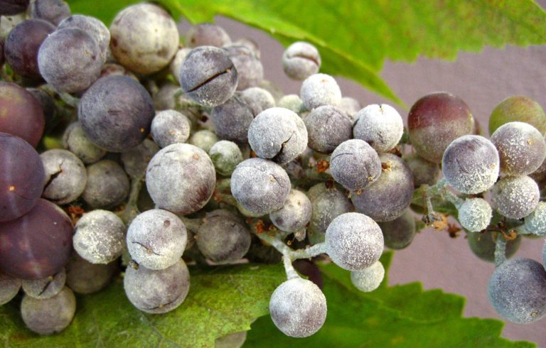 Oidium Xəstəliyi: Bioloji Xüsusiyyətləri,  Məhsuldarlığa Təsiri