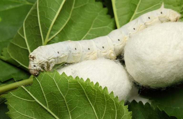 İpəkqurdu: Bioloji Xüsusiyyətləri, Həyat Dövrü