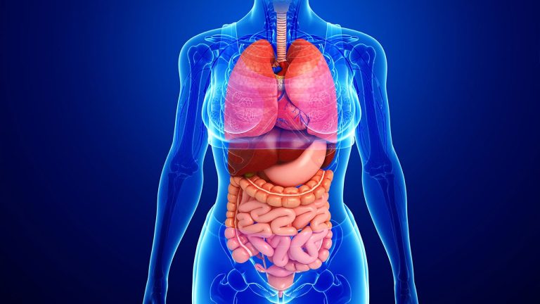 Orqan : Biologiyada Orqan Anlayışı, Mənası