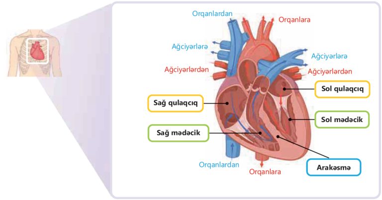 Ürəyin Quruluşu: Hissəciklər, Onun Xüsusiyyətləri