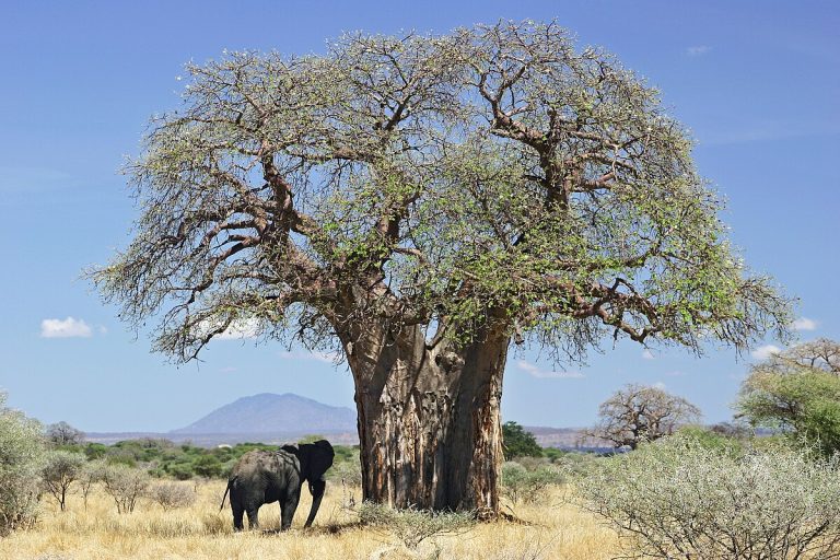 Baobab Ağacı : Bioloji xüsusiyyətləri, Coğrafi yayılması, Sağlamlığa faydaları