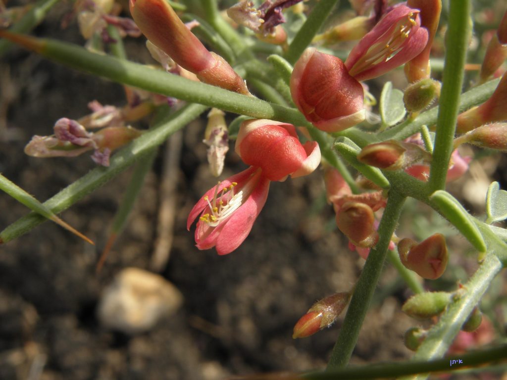Dəvətikanı: Biologiyası, Tarixi, Ekologiyası