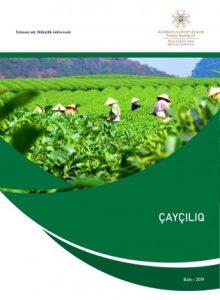 Çayçılıq Sənəti: Fermentasiya, Qurudulma Nüansları