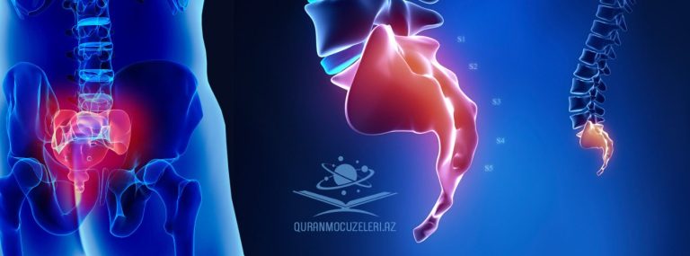 Büzdüm Sümüyü: Anatomiyası, Funksiyaları
