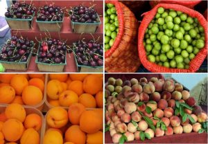 Çəyirdəkli Meyvələr : Ümumi Xüsusiyyətləri, Əsas Növləri