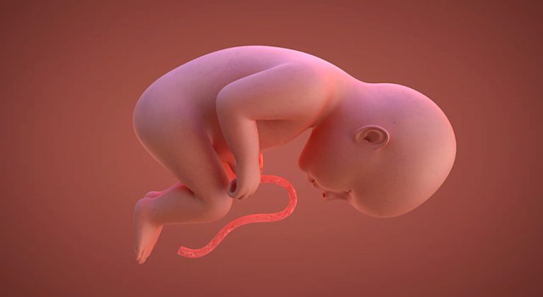 Döl : Biologiyada,Hamiləlik Dövrü