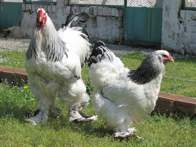 Fərə: Cinsləri, Qidalanması