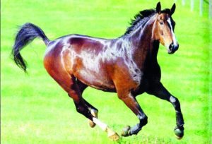 Qarabağ Atı Kəhər: Fiziki, Zəkalı Üstünlükləri