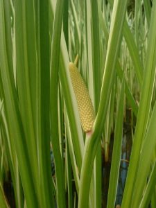 Kəcəvər Kökü: Kimyəvi Tərkibi, Bioloji Maddələri
