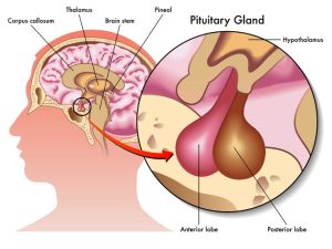 Hipofiz Vəzi: Anatomik Quruluşu, Bədənə Təsiri