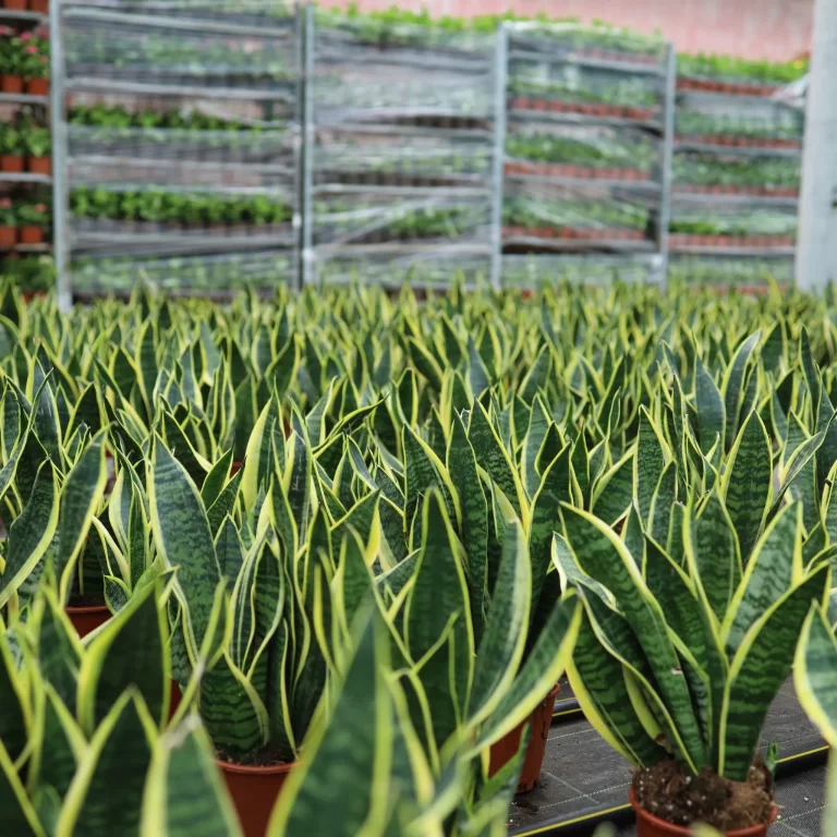 Qılınc gülü (Sansevieria) : Botaniki xüsusiyyətləri, Qulluq qaydaları