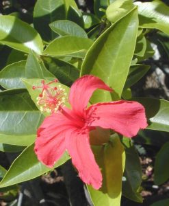 Hibiskus : Botaniki Xüsusiyyətləri, Növləri