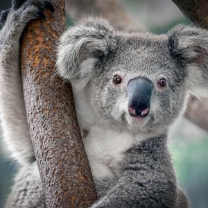 Koala: Biologiyası, Taksonomiyası
