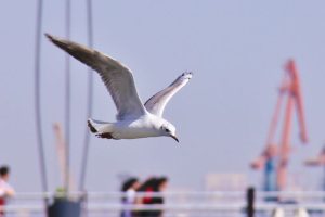 Qağayı : Zooloji təsnifatı, Növləri, Ekoloji xüsusiyyətləri
