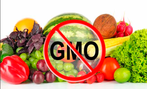 GMO (Genetik Modifikasiya Olunmuş Orqanizm): Elmi Əsasları, Patent Mübahisələri