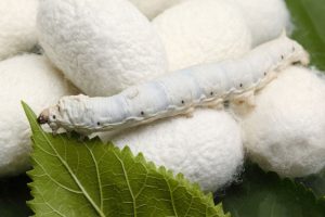 Əbrişim: Lifin Bioloji,Texniki Mənşəyi, İstehsalı